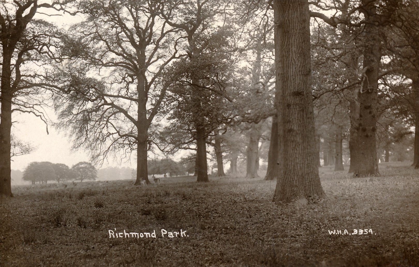 Richmond Park,park-countryside